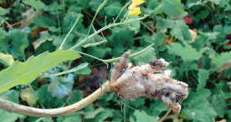 Krustziežu sakņu augoņi. Krustziežu sakņu augoņi.