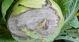 Pelēkā puve kāpostam.