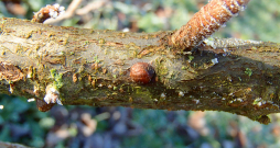 Bruņutu vairogs. Bruņutu vairogs.