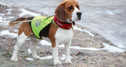 Ja ir skaidrs, ka suni atsaukt nevarēs, labāk lietot GPS siksiņu, kas pasargās no daudzām briesmām.