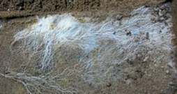 Mikoriza palielina augu spēju absorbēt (uzņemt) minerālvielas, kā arī uzlabo auga pielāgošanās spēju nelabvēlīgiem augšanas apstākļiem (stresa tolerance).