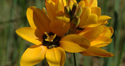 Iksijas ziedi. Iksijas ziedi.