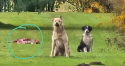 Modra suņi. Glābšanas dienesta foto.