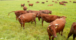 LB šķirnes gotiņu pienā ir augsts olbaltumvielu īpatsvars, vidēji 3,6%, un arī liels tauku daudzums. No LB šķirnes govju piena varētu ražot īpašus produktus – sieru, biezpienu, krējumu.