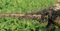 Stipri inficētos laukos uz bietēm savairojas daudz daļēji nekrotizētu mazu saknīšu (angliski tos sauc par sāls un piparu bārdu), kas arī devis nosaukumu slimībai (rizomanija – sakņu trakums).