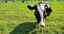 Šī gada 31. oktobrī dāņu laikraksts "Jyllands-Posten" publicēja rakstu, kurā vēstīja, ka daudzi dāņu zemnieki satraukušies – viņu govis atsakās ēst, samazinās to piena ražība, dzīvnieki novājē, dažos gadījumos pat sabrūk vai arī saimnieki spiesti tās likvidēt. Zemnieku aizdomas kritušas uz piena govju lopbarības piedevu "Bovaer", ko no oktobra sākuma visiem piena govju īpašniekiem Dānijā bija jāsāk lietot obligāti. Šī gada 31. oktobrī dāņu laikraksts "Jyllands-Posten" publicēja rakstu, kurā vēstīja, ka daudzi dāņu zemnieki satraukušies – viņu govis atsakās ēst, samazinās to piena ražība, dzīvnieki novājē, dažos gadījumos pat sabrūk vai arī saimnieki spiesti tās likvidēt. Zemnieku aizdomas kritušas uz piena govju lopbarības piedevu "Bovaer", ko no oktobra sākuma visiem piena govju īpašniekiem Dānijā bija jāsāk lietot obligāti.