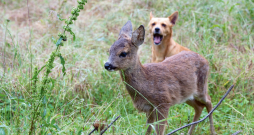 Kāpēc medniekiem nepatīk, ka suņi dzenā stirnas, lapsas un citus dzīvniekus. Kāpēc medniekiem nepatīk, ka suņi dzenā stirnas, lapsas un citus dzīvniekus.