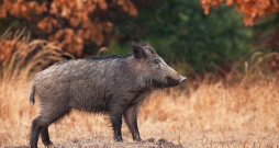 Mežacūka. Ilustratīvs attēls.