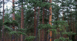 Priežu mežs. Ilustratīvs foto. Priežu mežs. Ilustratīvs foto.