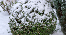 Ziemas laiks. Ziemas laiks.