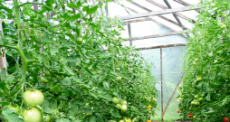 Indeterminantie tomāti var pārsniegt divu metru garumu, tāpēc tiem nederēs nelielas zemas siltumnīcas. Indeterminantie tomāti var pārsniegt divu metru garumu, tāpēc tiem nederēs nelielas zemas siltumnīcas.