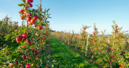 Komercdārzos ābeļu mūžs nav garš.