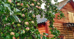 Vecās ābeles pie lauku mājām auga lēni, toties dzīvoja pat gadsimtu.