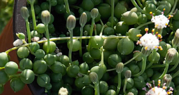 Rouleja senēcija. Rouleja senēcija.