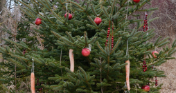 Šajā eglītē iekārtie āboli un burkāni būs labs cienasts dzīvniekiem. Šajā eglītē iekārtie āboli un burkāni būs labs cienasts dzīvniekiem.