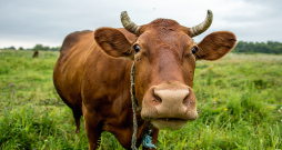 Ilustratīvs attēls. Ilustratīvs attēls.