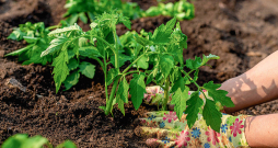 Pareizi sagatavota kūdrainā augsne ir piemērota tomātu audzēšanai. Pareizi sagatavota kūdrainā augsne ir piemērota tomātu audzēšanai.