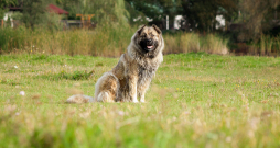 Kaukāza aitu suņiem piemīt iedzimts sargāšanas instinkts, tomēr šai šķirnei vajadzīgs pieredzējis un pārliecināts saimnieks. Kaukāza aitu suņiem piemīt iedzimts sargāšanas instinkts, tomēr šai šķirnei vajadzīgs pieredzējis un pārliecināts saimnieks.