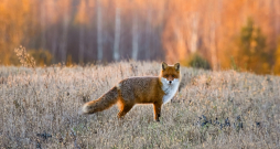 Mednieku kalendārs — decembris 2025.