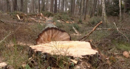 Nozāģētās priedes izmēri liecina, ka tā varētu būt bijusi dižkoks, 