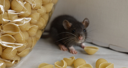 Pārtikas produkti jāuzglabā slēgtos traukos. Pārtikas produkti jāuzglabā slēgtos traukos.