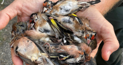 Itālijā nošauti dadzīši, vieni no skaistākajiem Eiropas putniem.