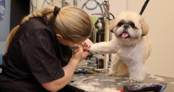 Arī suņi un kaķi iet pie friziera.