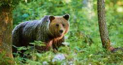 Lāčus Latvijā medīt nedrīkst! Lāčus Latvijā medīt nedrīkst!