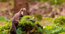 Ilustratīvs attēls.