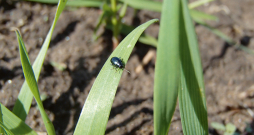 Labību lapgrauzis. Labību lapgrauzis.