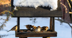 Ziemas laiks. Ziemas laiks.