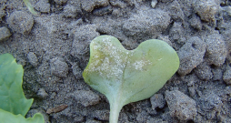 Rapšu neīstā miltrasa.