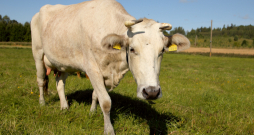 Latvijas Zilā govs ir viena no astoņām apdraudētajām kultūrvēsturiskajām Latvijas lauksaimniecības dzīvnieku šķirnēm, kuras turēšana tirgus ekonomikas apstākļos zemākas ražības un citu rādītāju dēļ bez papildu atbalsta, visticamāk, nozīmētu šķirnes izzušanu. Latvijas Zilā govs ir viena no astoņām apdraudētajām kultūrvēsturiskajām Latvijas lauksaimniecības dzīvnieku šķirnēm, kuras turēšana tirgus ekonomikas apstākļos zemākas ražības un citu rādītāju dēļ bez papildu atbalsta, visticamāk, nozīmētu šķirnes izzušanu.