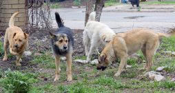 Suņi ir cilvēka draugi, bet klaiņojoši suņi kļūst par draudu savvaļai, ja cilvēks nespēj uzņemties atbildību. Suņi ir cilvēka draugi, bet klaiņojoši suņi kļūst par draudu savvaļai, ja cilvēks nespēj uzņemties atbildību.