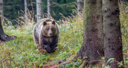 Lācis Latvijā nav medījams! Lācis Latvijā nav medījams!