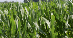 Nanotehnoloģija ir tikai vēl viens rīks lauksaimniecībā – tāpat kā precīzā sējmašīna vai drons. Atšķirība ir tā, ka darbs notiek molekulu līmenī, bet ieguvums ir ļoti praktisks. 