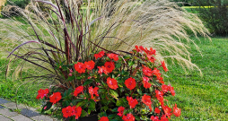 Stepjulīga labi izskatās puķupodu kompozīcijās. Stepjulīga labi izskatās puķupodu kompozīcijās.