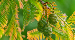 Metasekvoja neprasa nekādu īpašu kopšanu, izņemot vēja aizsardzību ziemas mēnešos. Metasekvoja neprasa nekādu īpašu kopšanu, izņemot vēja aizsardzību ziemas mēnešos.