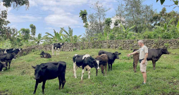 Jānis iepazīst Ruandas piena devējas. Zāle te ir zaļa visu gadu, un siena talkas nepazīst.