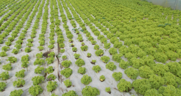 Salāti siltumnīcā. Ilustratīvs attēls.