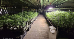 Talsu novadā likvidēta liela apjoma marihuānas audzētava. Talsu novadā likvidēta liela apjoma marihuānas audzētava.