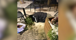 Aizmigušais vīrietis. Aizmigušais vīrietis.