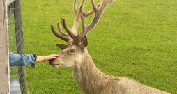 Brieži mūsdienās ir ne tikai peļņas objekts – tie ir skaisti un sniedz mums nepastarpinātu saikni ar dabu.