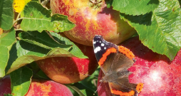 Pavasara aukstuma radīts rūsinājums šķirnei 'Dace'.