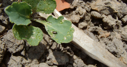 Spradžu bojājumi. Spradžu bojājumi.