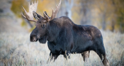 Alnis. Ilustratīvs attēls. Alnis. Ilustratīvs attēls.