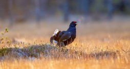 Rubenis (Tetrao tetrix). Rubenis (Tetrao tetrix).