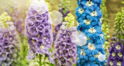 Delfīnijas. Delfīnijas.