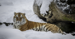 Tīģeris Rīgas Zooloģiskajā dārzā. Tīģeris Rīgas Zooloģiskajā dārzā.