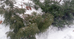 Apsniguši skujeņi.